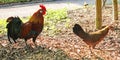 Chickens running free in a botanical garden Royalty Free Stock Photo