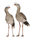 Male and Female Red-legged Seriema