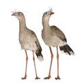 Male and Female Red-legged Seriema