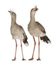 Male and Female Red-legged Seriema or Crested Cariama, Cariama cristata