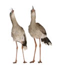 Male and Female Red-legged Seriema or Crested Cariama, Cariama cristata