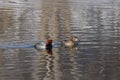 Male and female redhead swimming together. Royalty Free Stock Photo