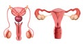 Reproductive System Set Royalty Free Stock Photo