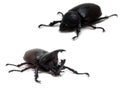 Male and Female Rhinoceros beetle Royalty Free Stock Photo