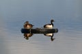 Male and female Ringed-neck duck on lake Royalty Free Stock Photo