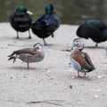 Male and female ringed teal Callonetta leucophrys