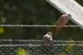 Male and female Ruddy Ground Doves on Wire Fencing
