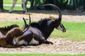 Male and female Sable antelope hippotraginae niger sitting in the grassland Royalty Free Stock Photo