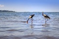 Male and female saddle-billed stork Ephippiorhynchus senegalensis eating a fish on the shore of Lake Victoria, Entebbe