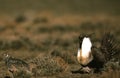 Male and Female Sage Grouse Royalty Free Stock Photo