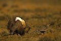 Male and Female Sage Grouse Royalty Free Stock Photo