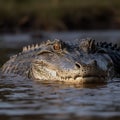 Male and Female Saltwater Crocodiles in their Natural Habitat