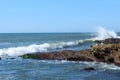 Male and female seagulls resting on a rocky outcropping with waves rolling in at Point Loma in San Diego, California