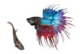 Male and female Siamese fighting fish in a courtship dance Royalty Free Stock Photo
