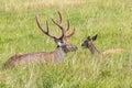 Male and female sika deer Royalty Free Stock Photo