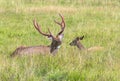 Male and female sika deer Royalty Free Stock Photo