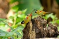 Male and female silver-eared mesia Royalty Free Stock Photo