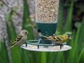 Male and female siskin on a bird feeder