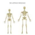 Male and female skeleton. Front view.