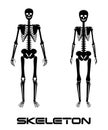 Male and female skeleton - vector silhouettes