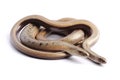 Male and female of Slowworm (Anguis fragilis)