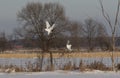 A Male and female Snowy owl Bubo scandiacus fighting for their at sunset in winter in Ottawa, Canada