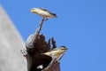 Male and Female Striated Pardalote Royalty Free Stock Photo