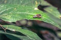 Male and female Tachinid flies mating Tachinidae, Ishasha, Uganda Royalty Free Stock Photo