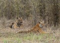 Male and Female tigers in courtship  at Tadoba Andhari Tiger Reserve,Maharashtra,India Royalty Free Stock Photo