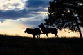 Male and female timber wolf at sunset