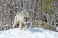 Male and Female Timber Wolves