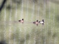 Male and female tufted ducks Aythya fuligula with blue bill Royalty Free Stock Photo