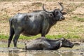 Male and female of water buffalos bathing in the pond Royalty Free Stock Photo