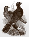 Male and female western capercaillie, tetrao urogallus sitting on a branch