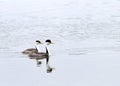 Male and female western grebe swimming side by side