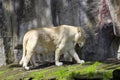 a male and female white lion lie side by side on a wooden platform. The female white lion is showing her teeth while yawning Royalty Free Stock Photo