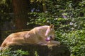 a male and female white lion lie side by side on a wooden platform. The female white lion is showing her teeth while yawning Royalty Free Stock Photo