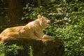 a male and female white lion lie side by side on a wooden platform. The female white lion is showing her teeth while yawning Royalty Free Stock Photo