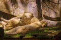 a male and female white lion lie side by side on a wooden platform. The female white lion is showing her teeth while yawning Royalty Free Stock Photo