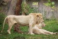 Male and Female white Lions resting Royalty Free Stock Photo