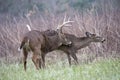 White Tailed Deer Buck and doe are mating during the rutting season.