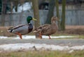 Male and female wild mallards walk together down a street on public road Royalty Free Stock Photo