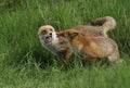 A male and a female wild Red Foxes, Vulpes vulpes, meeting in a field whilst out hunting for food. They both have their mouths ope