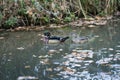 Male and female wood duck couple swimming in a canal with leafs, two astray waterbirds, rare species that visit Europe sometimes Royalty Free Stock Photo