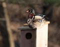 Male and female wood duck Royalty Free Stock Photo