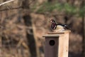 Male and female wood duck Royalty Free Stock Photo