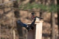 Male and female wood duck Royalty Free Stock Photo