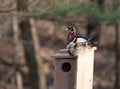 Male and female wood duck