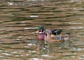 Male and female wood ducks, swimming in a pond with light reflecting Royalty Free Stock Photo