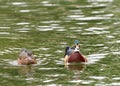 Male and female wood ducks, swimming in a pond with light reflecting Royalty Free Stock Photo